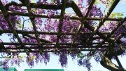 藤の花が咲きました