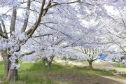 山公園、花見ランチタイム
