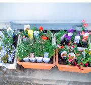 季節の花と健康